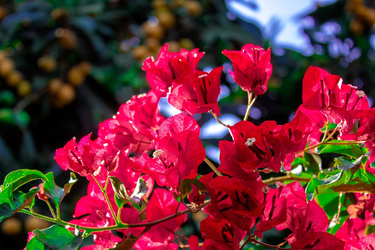 bougainvillea  flowers  plant free photo