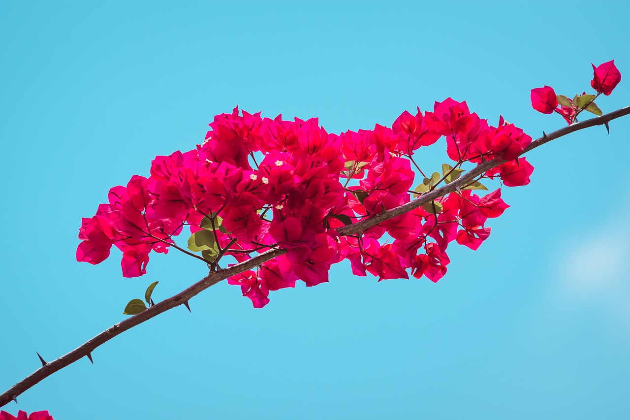 bougainvillea  flowers  fuschia free photo