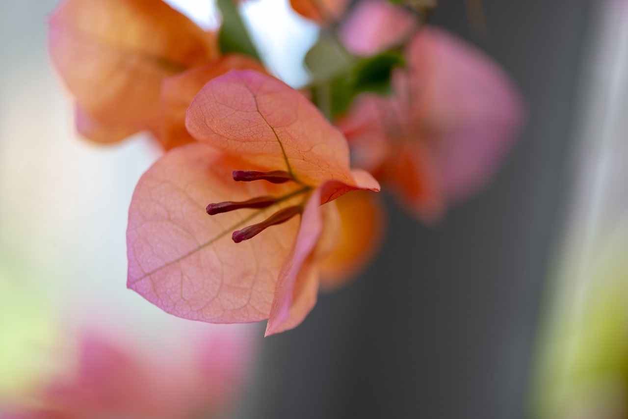 bougainvillea  flowers  plant free photo