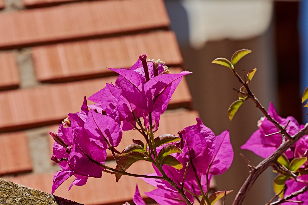 bougainvillea  garden  flower free photo