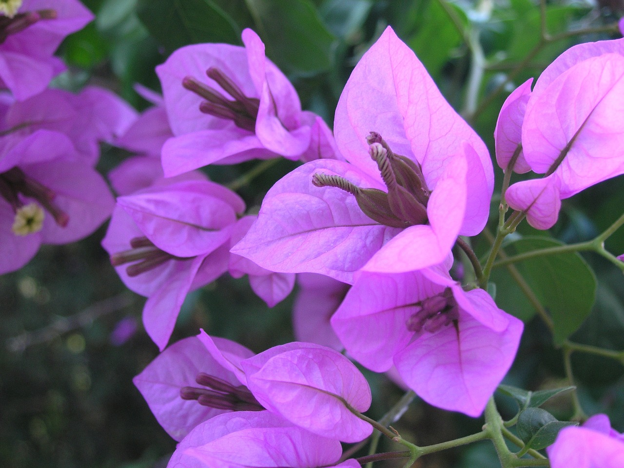 bougainvillea flower blooming free photo