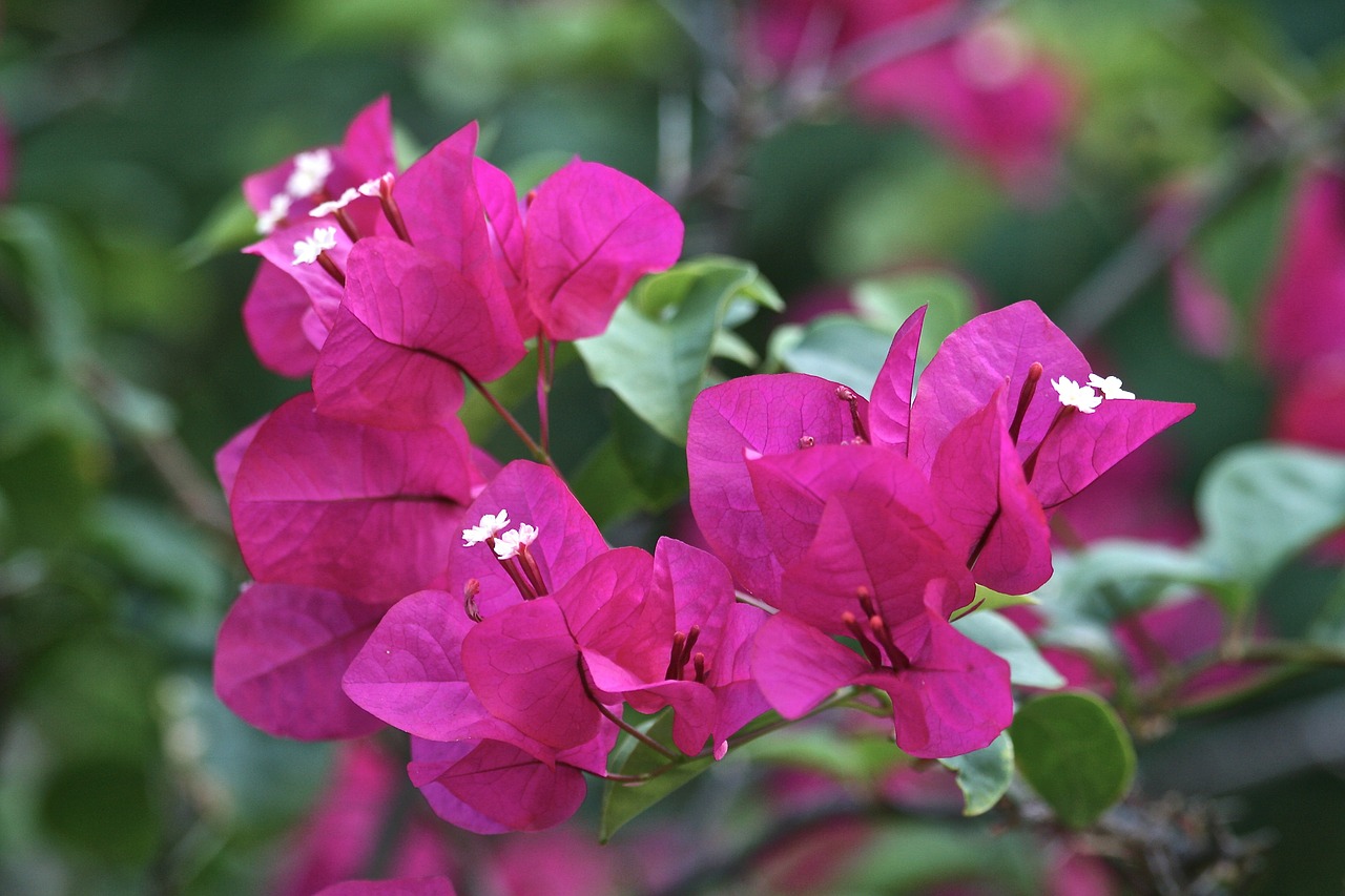 bougainvillea flowers floral free photo