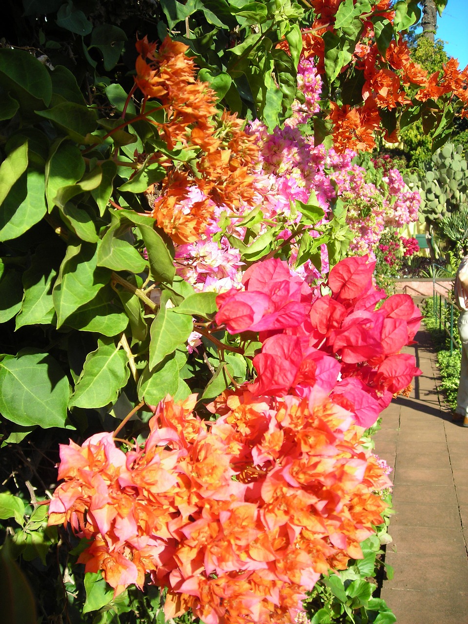 bougainvillea flowers color free photo