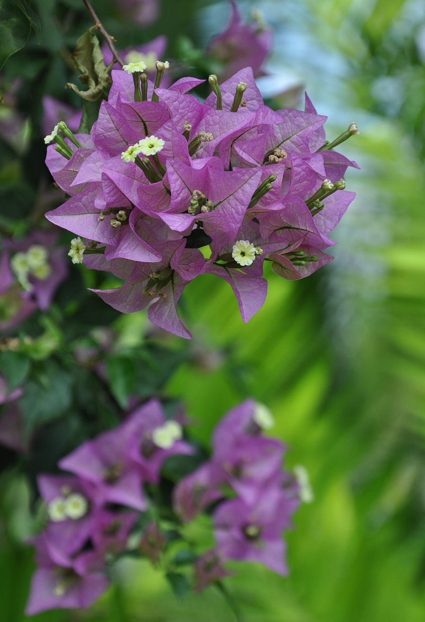 bougainvillea flowers plants free photo