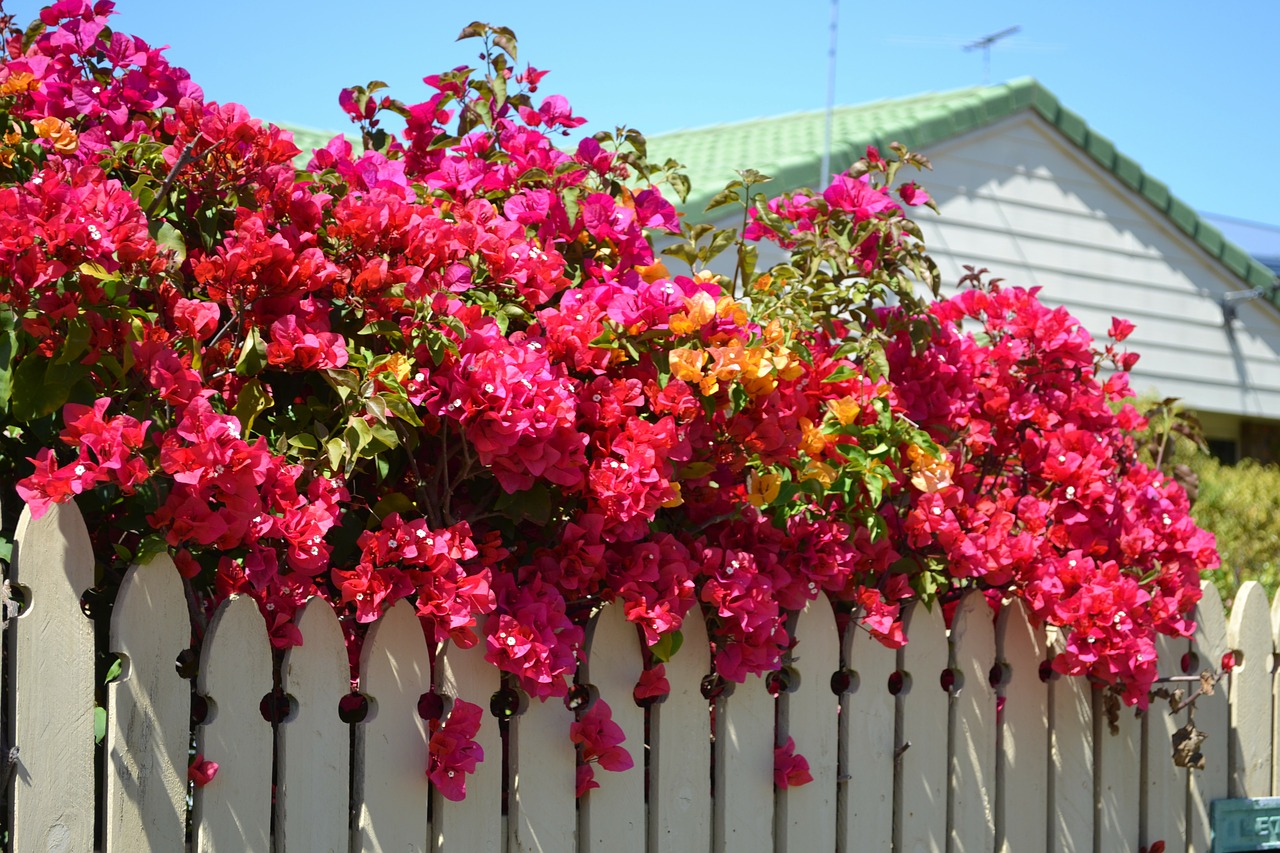 bougainvillea plant nature free photo