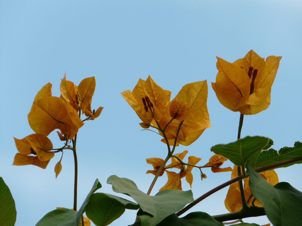 bougainvillea inflorescence yellow free photo