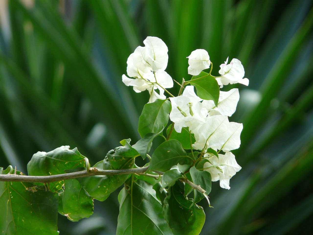 bougainvillea white flower free photo