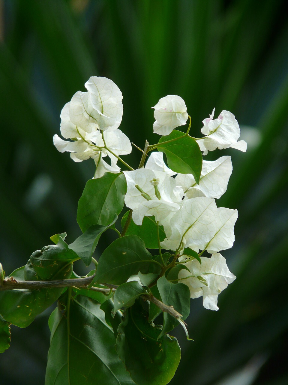 bougainvillea white flower free photo
