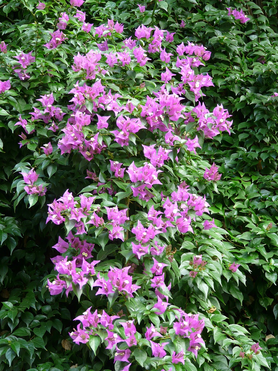 bougainvillea pink flower free photo