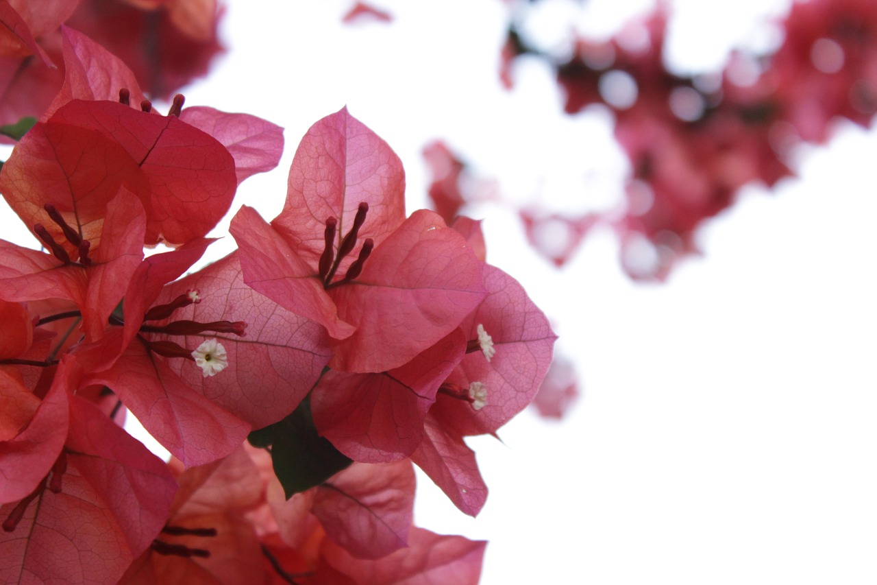 bougainvillea flowers red free photo