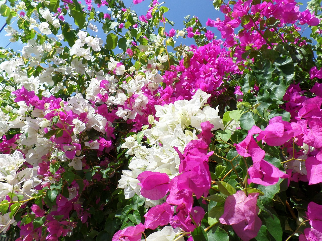 bougainvillea flower blossom free photo