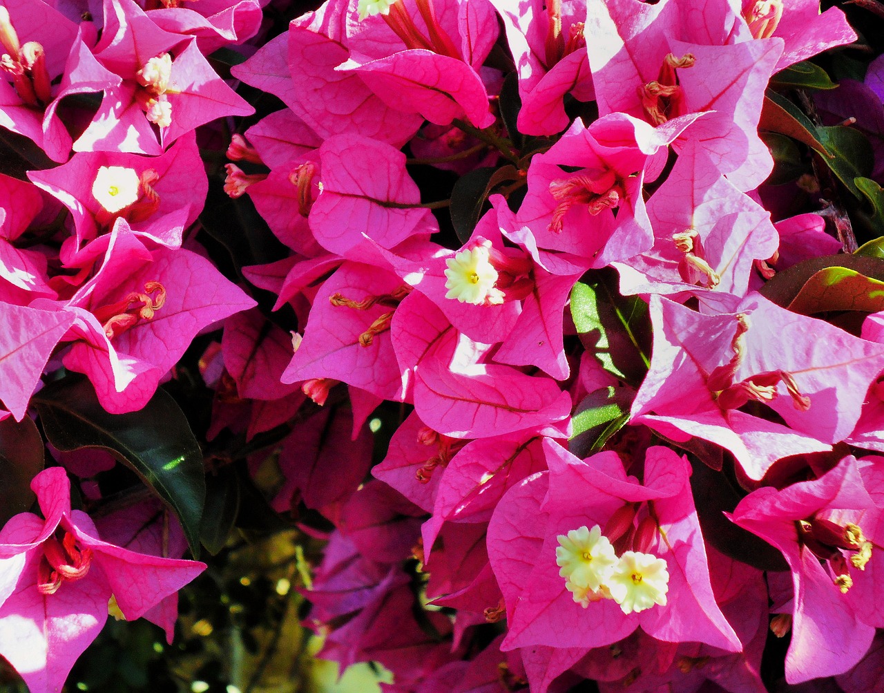 bougainvillea flowers pink free photo
