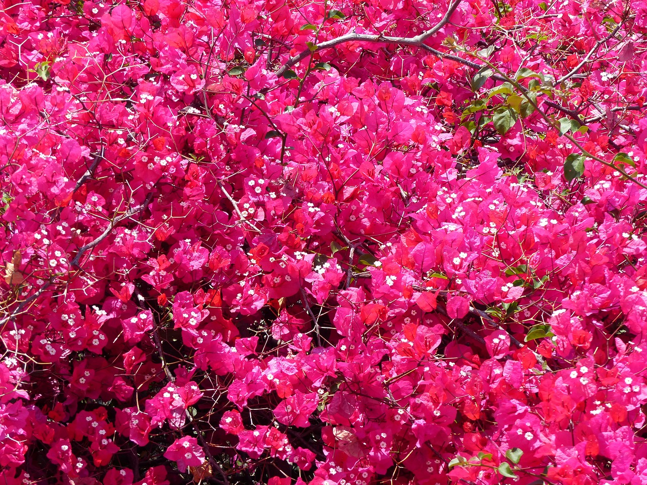 bougainvillea flowers rosa free photo