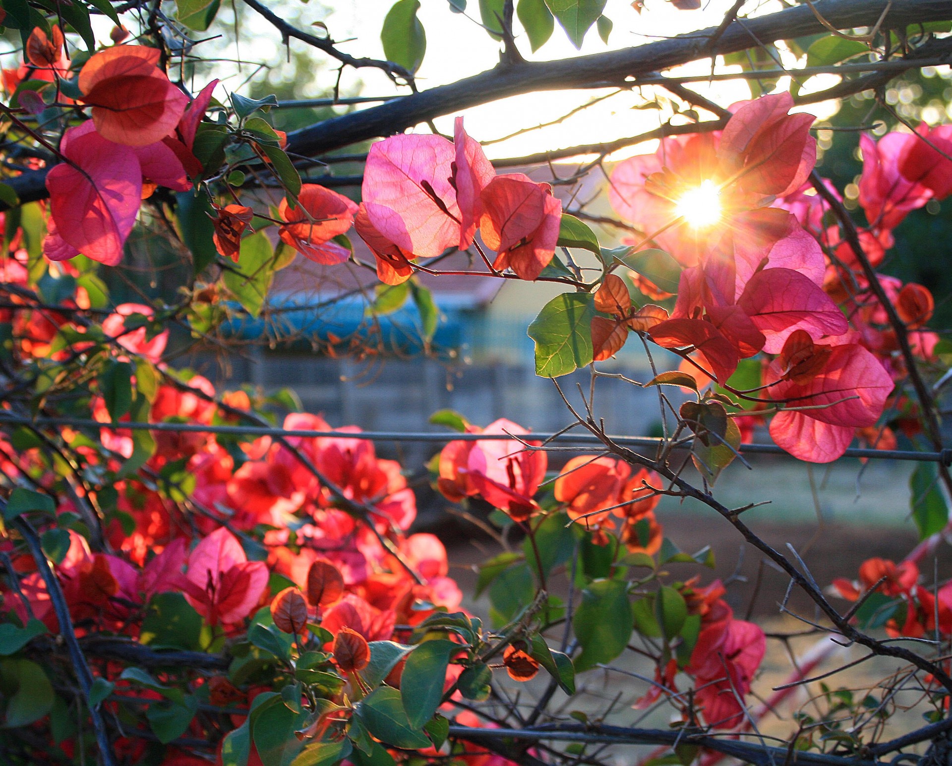 flowers pink sun free photo