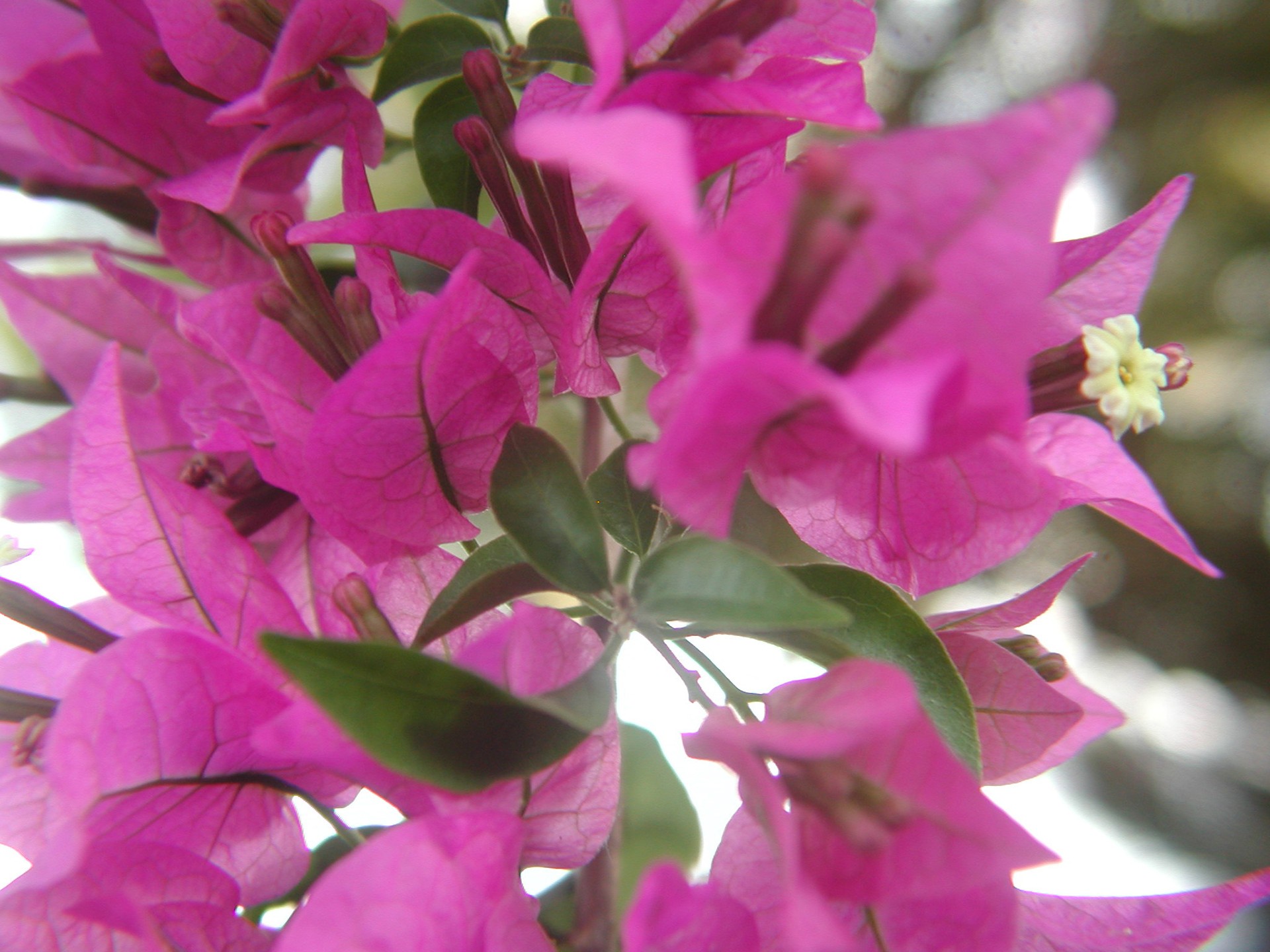 bougainvillea flowers tropical free photo