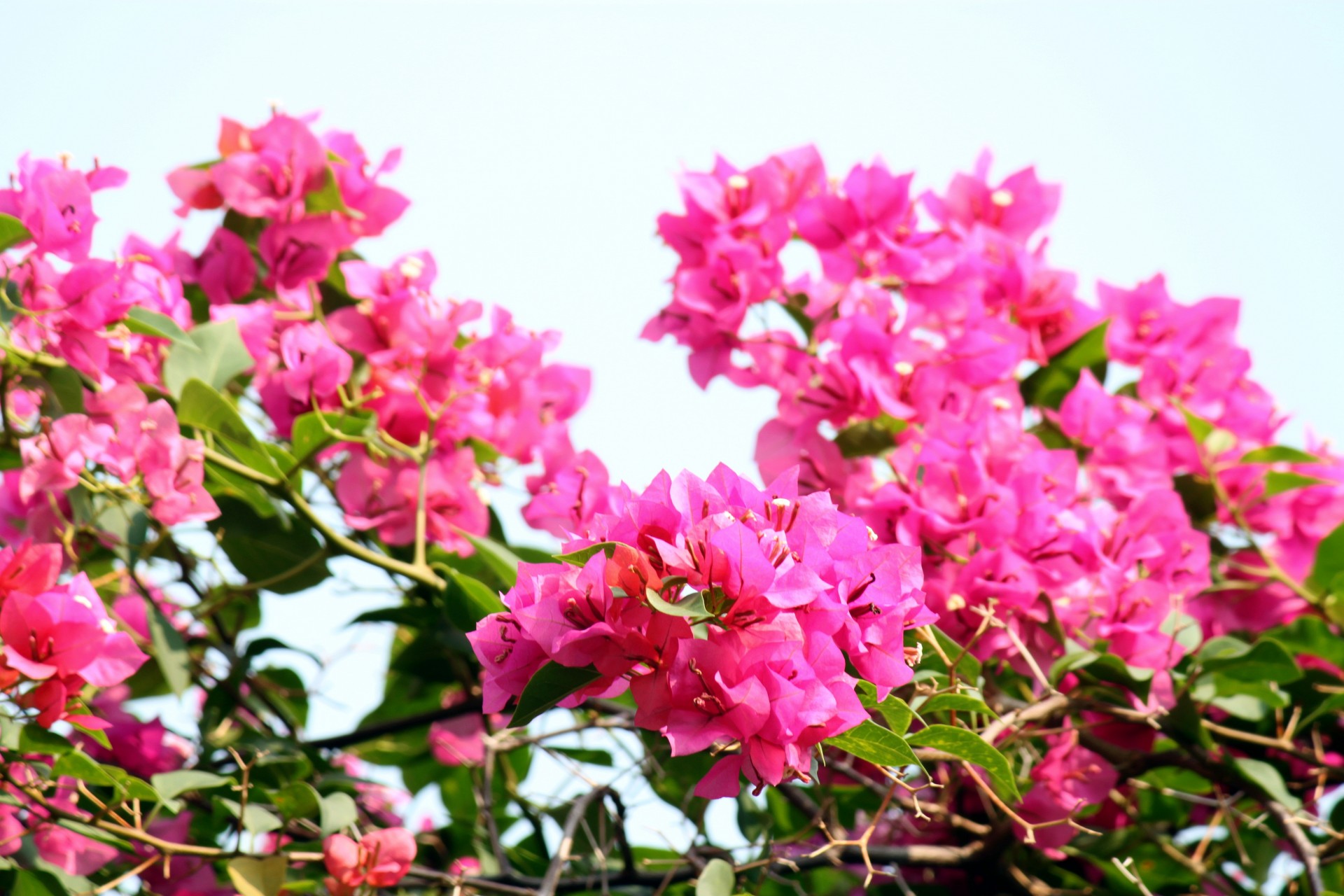 bougainvillea flower blossom free photo