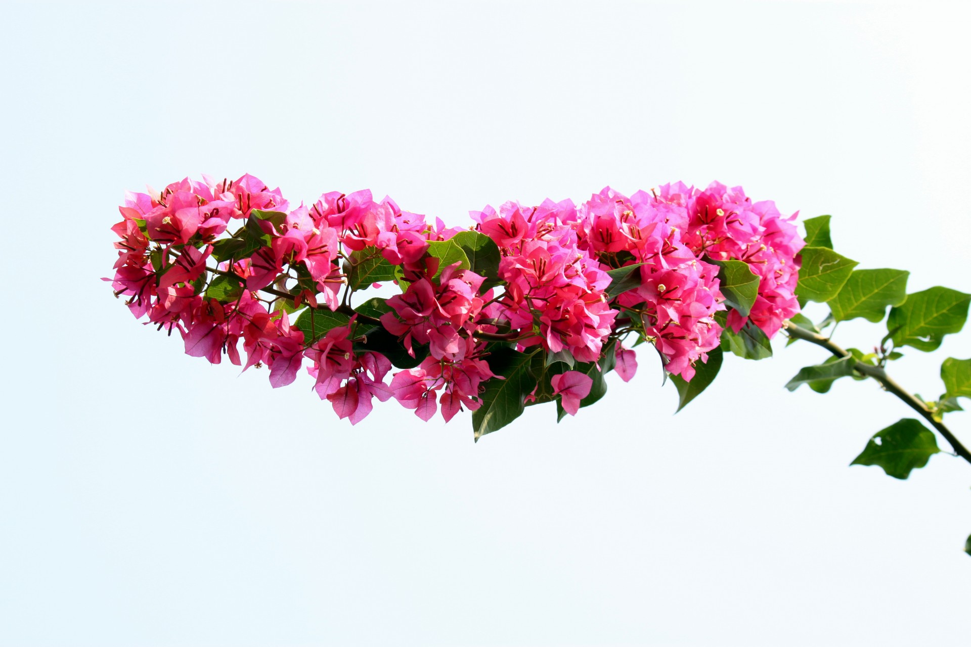bougainvillea flower blossom free photo