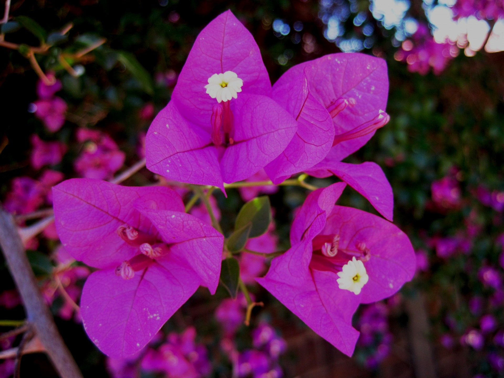 flowers pink deep free photo