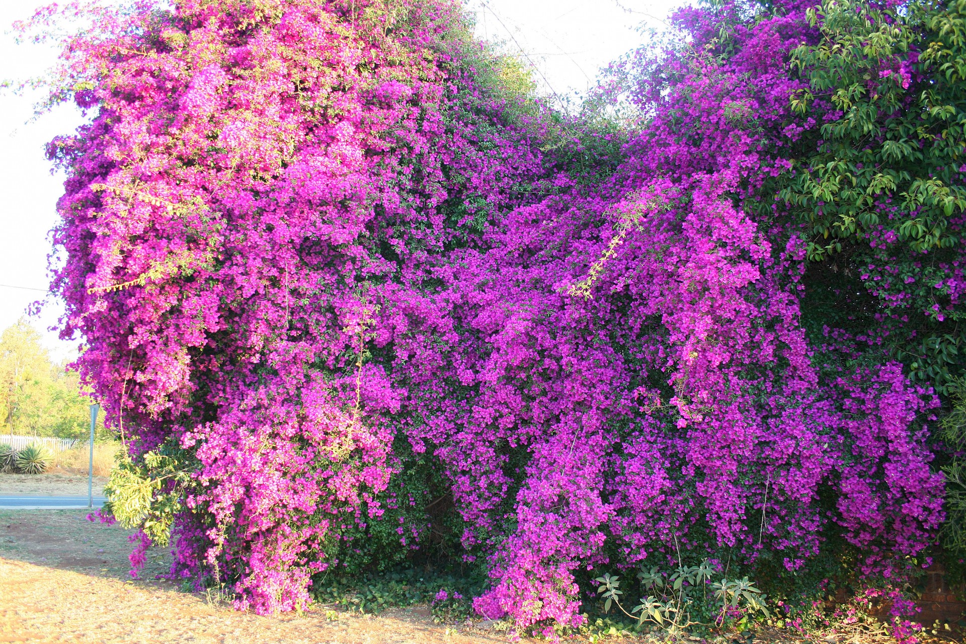 flowers spray purple free photo