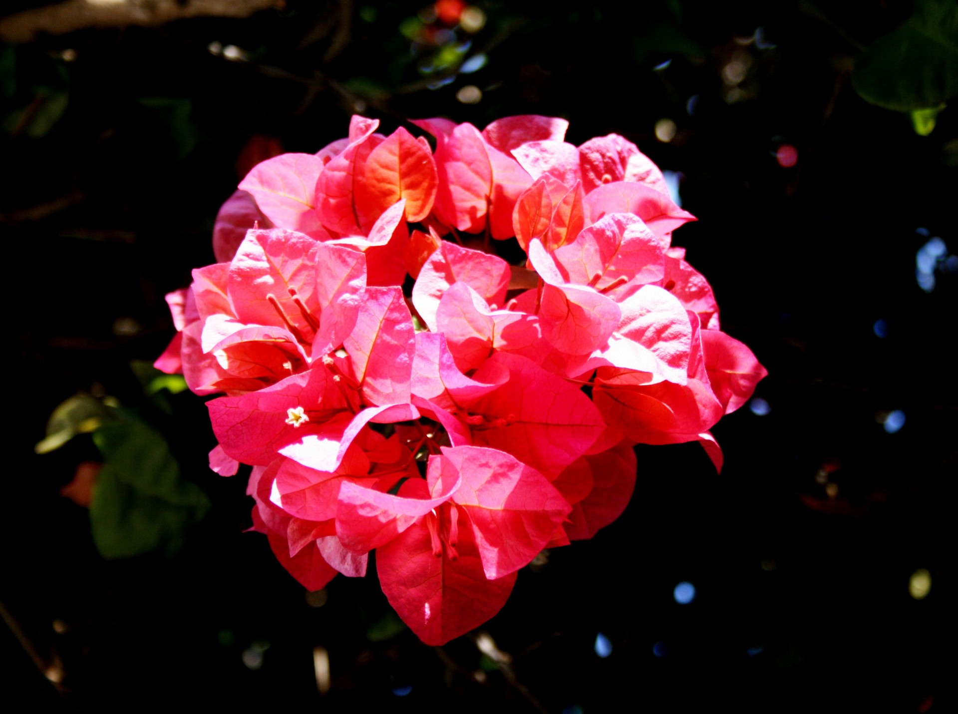 flowers pink bright free photo