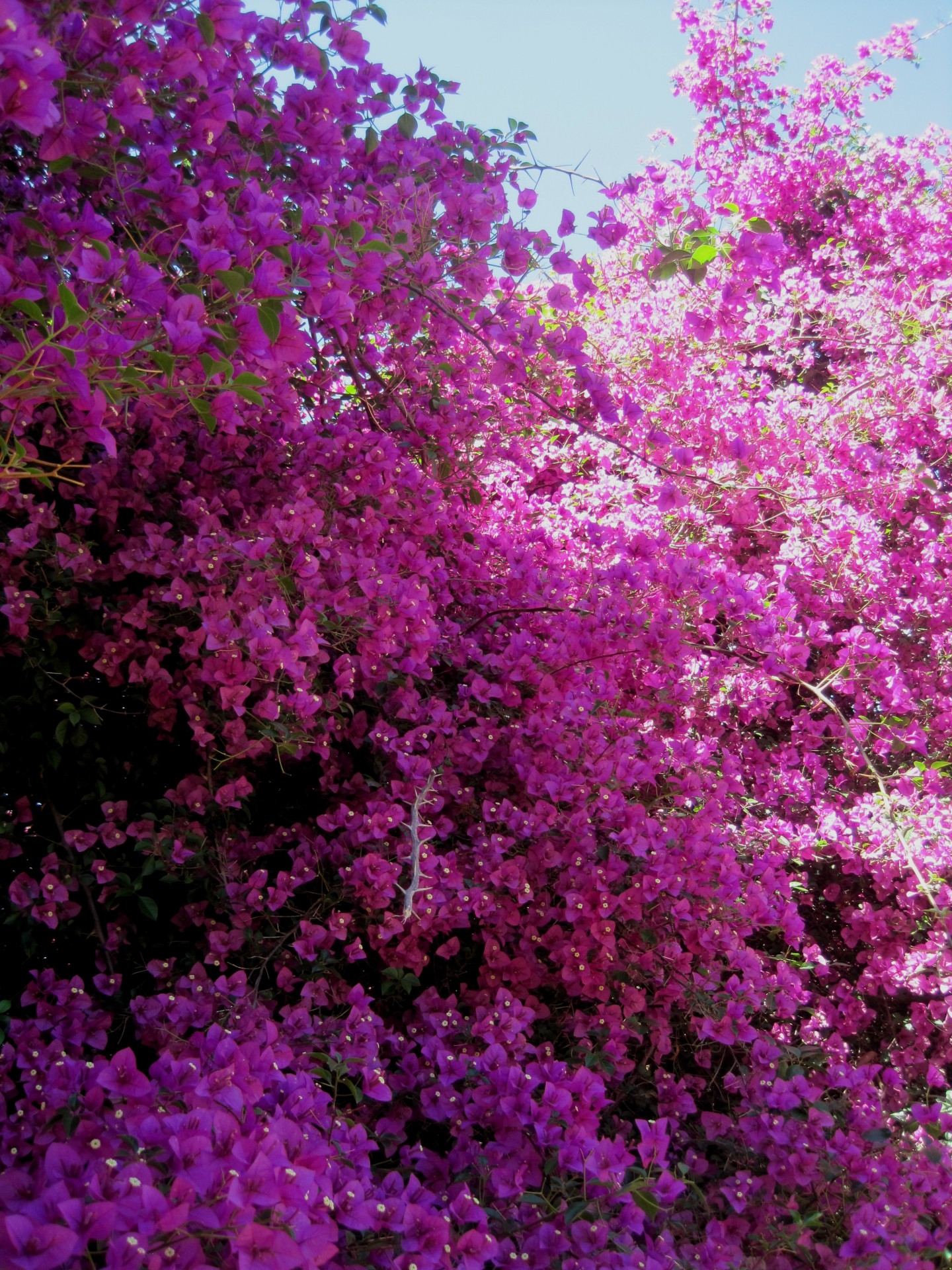 flowers creeper pink free photo