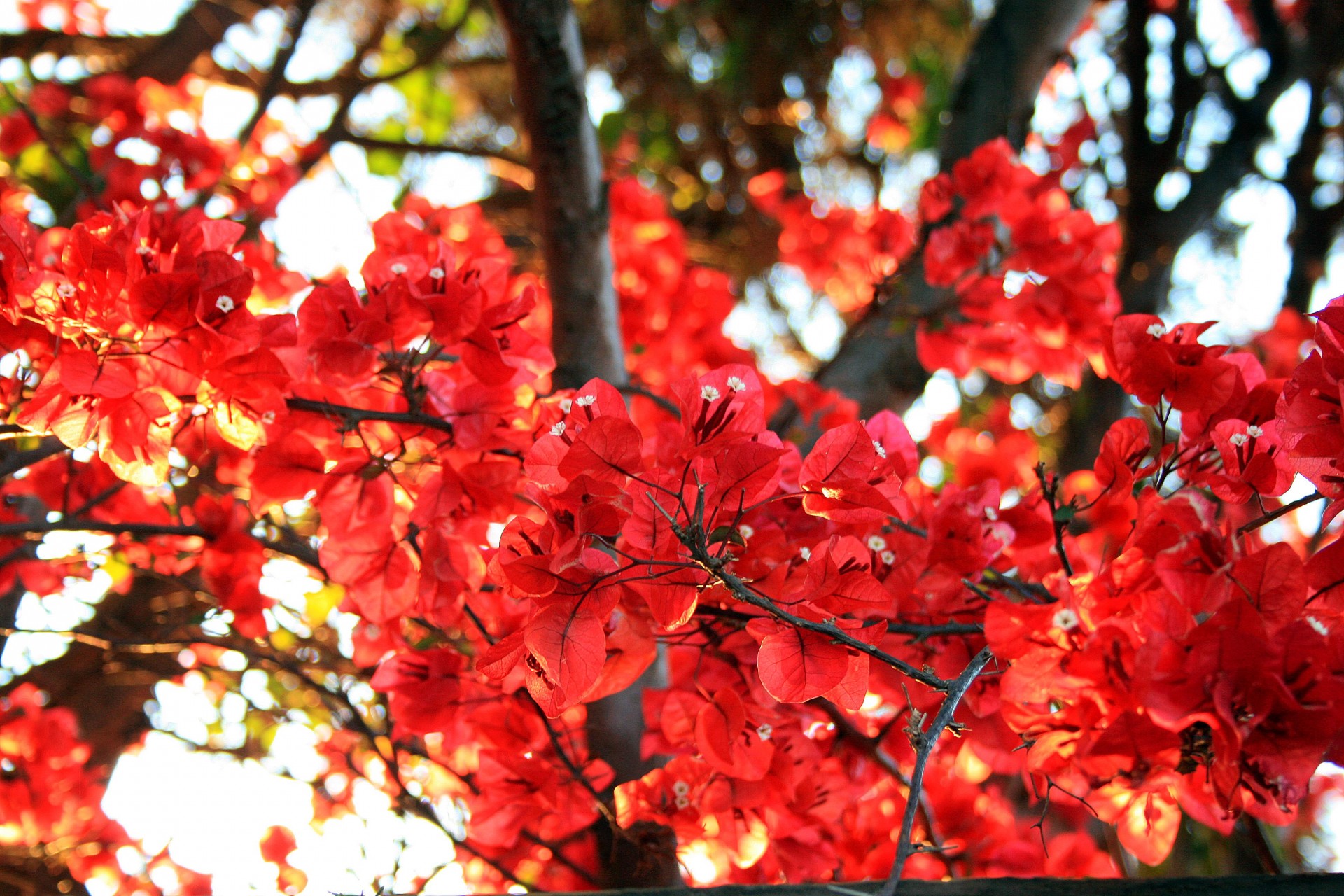 flowers red light free photo