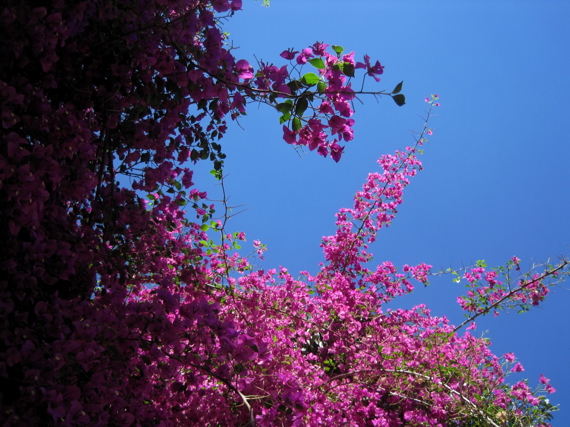 flowers creeper pink free photo