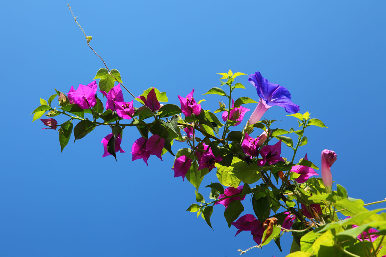 background beautiful bougainvillea free photo