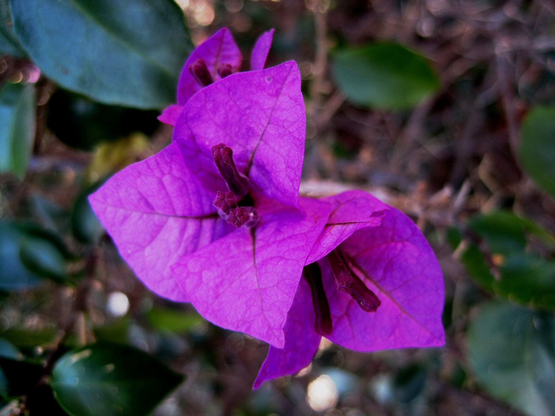 flowers bougainvillea purple free photo