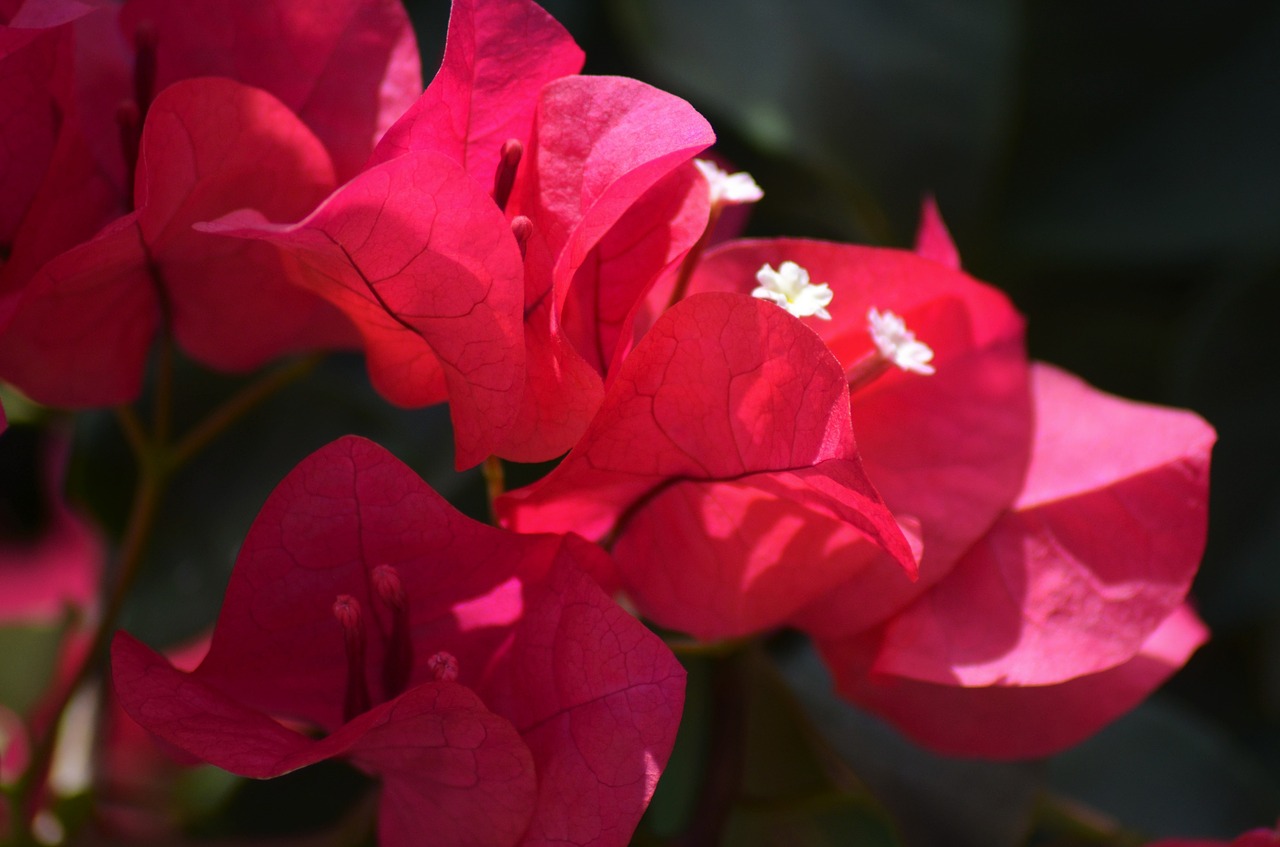 bougainvilleas flowers nature free photo