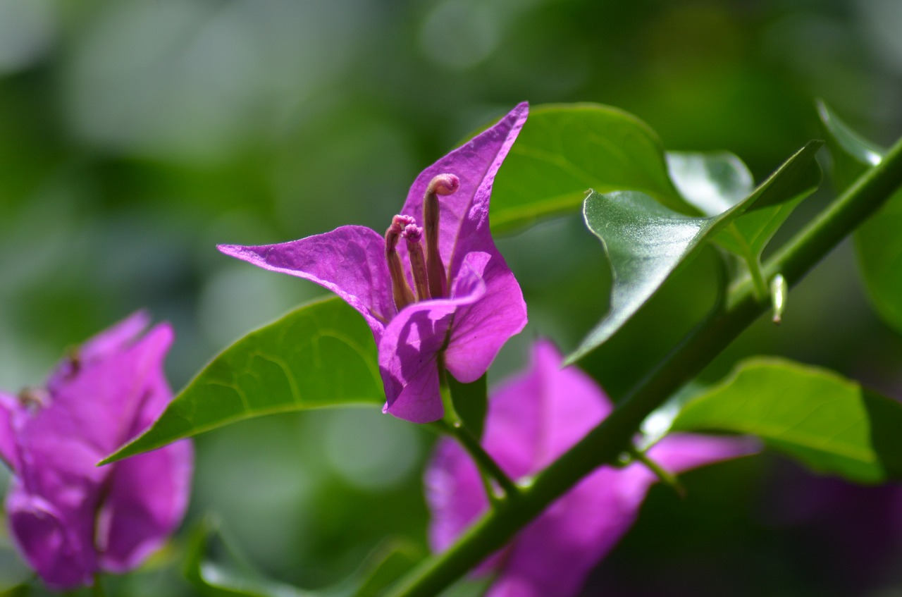 bougainvilleas flowers nature free photo