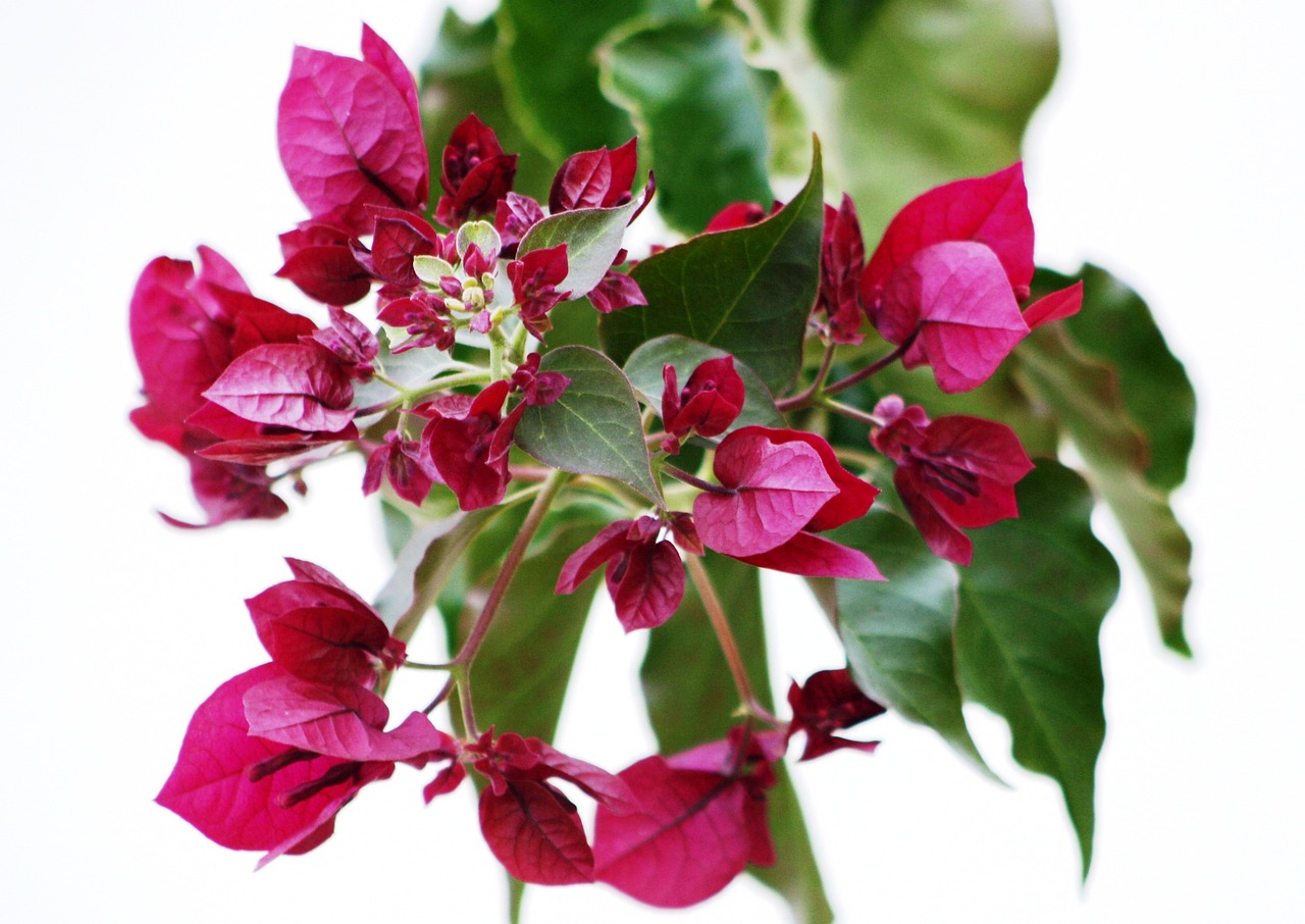 bougainvilleas flowering colors free photo