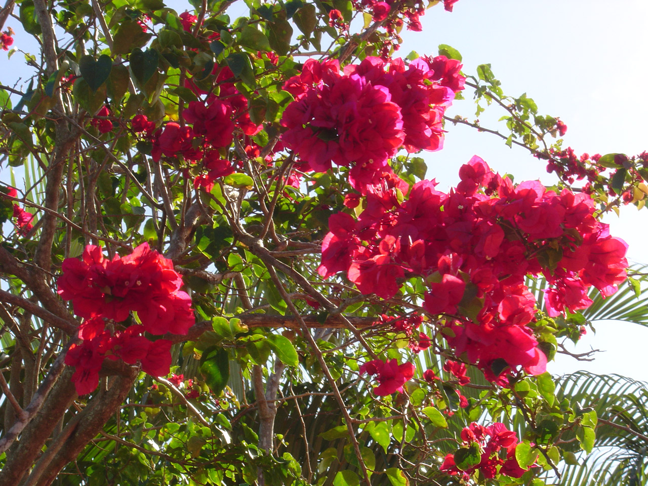 magenta bougainville bougainvilles free photo