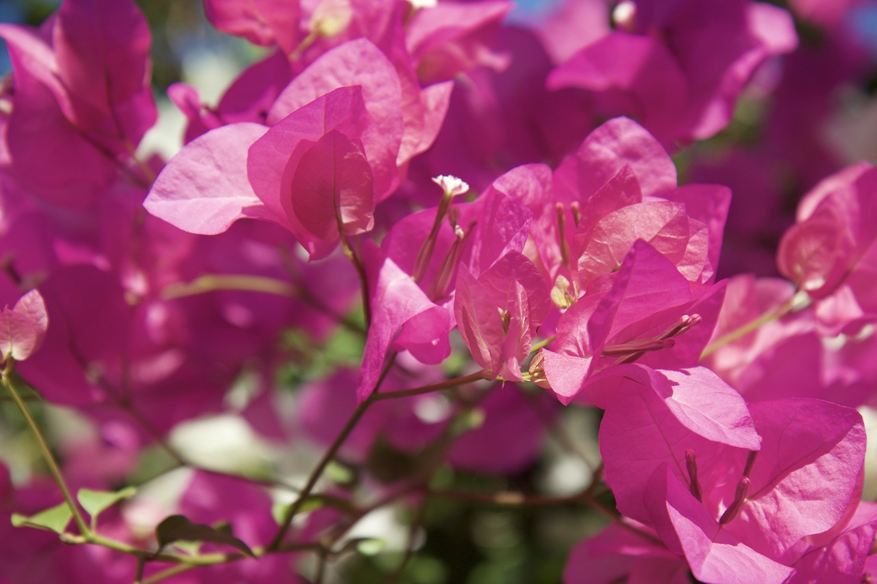 turkey bouganvilla pink free photo