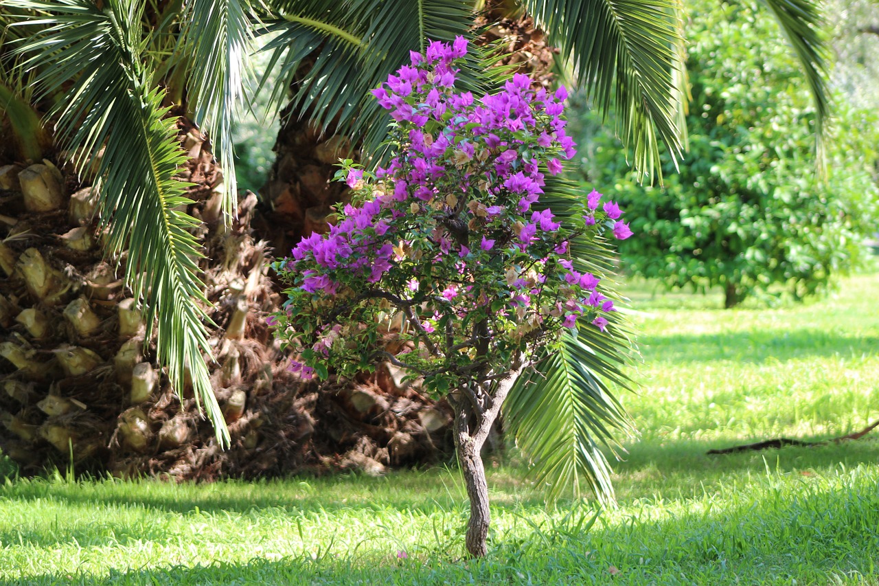 bouganville flower palm free photo