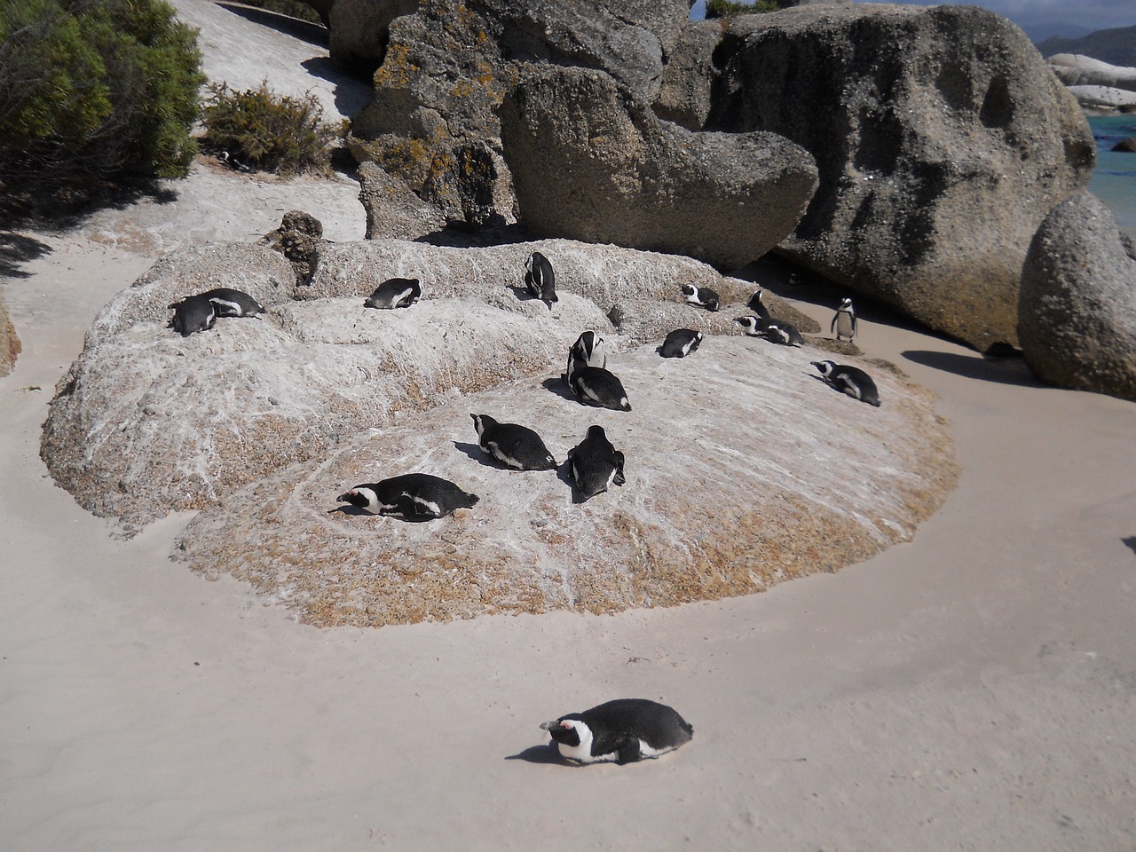 boulders penguin beach free photo