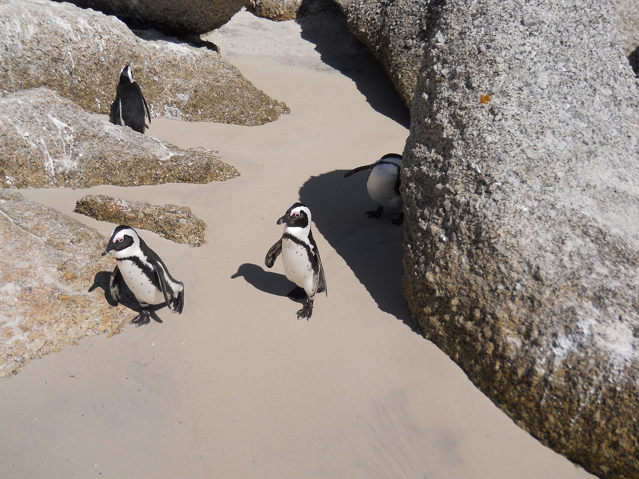 boulders penguins sand rock free photo