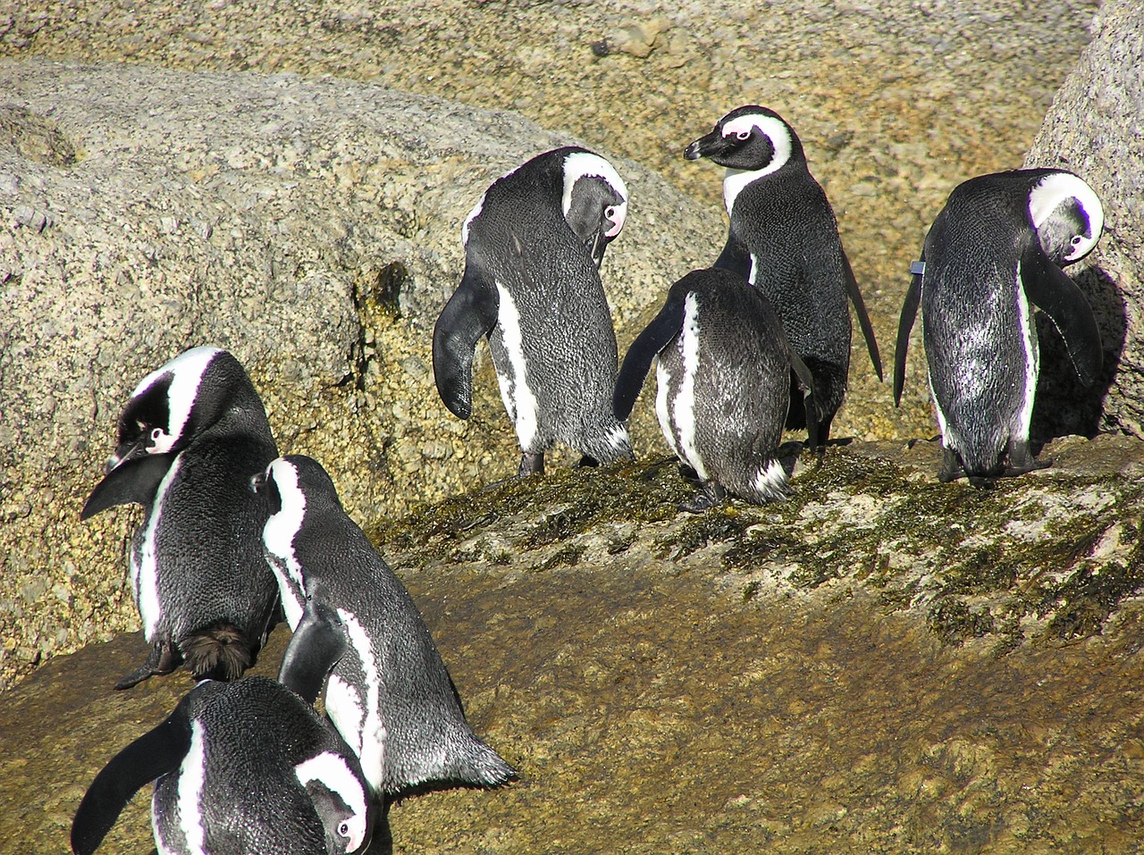 boulders bay south africa penguins free photo