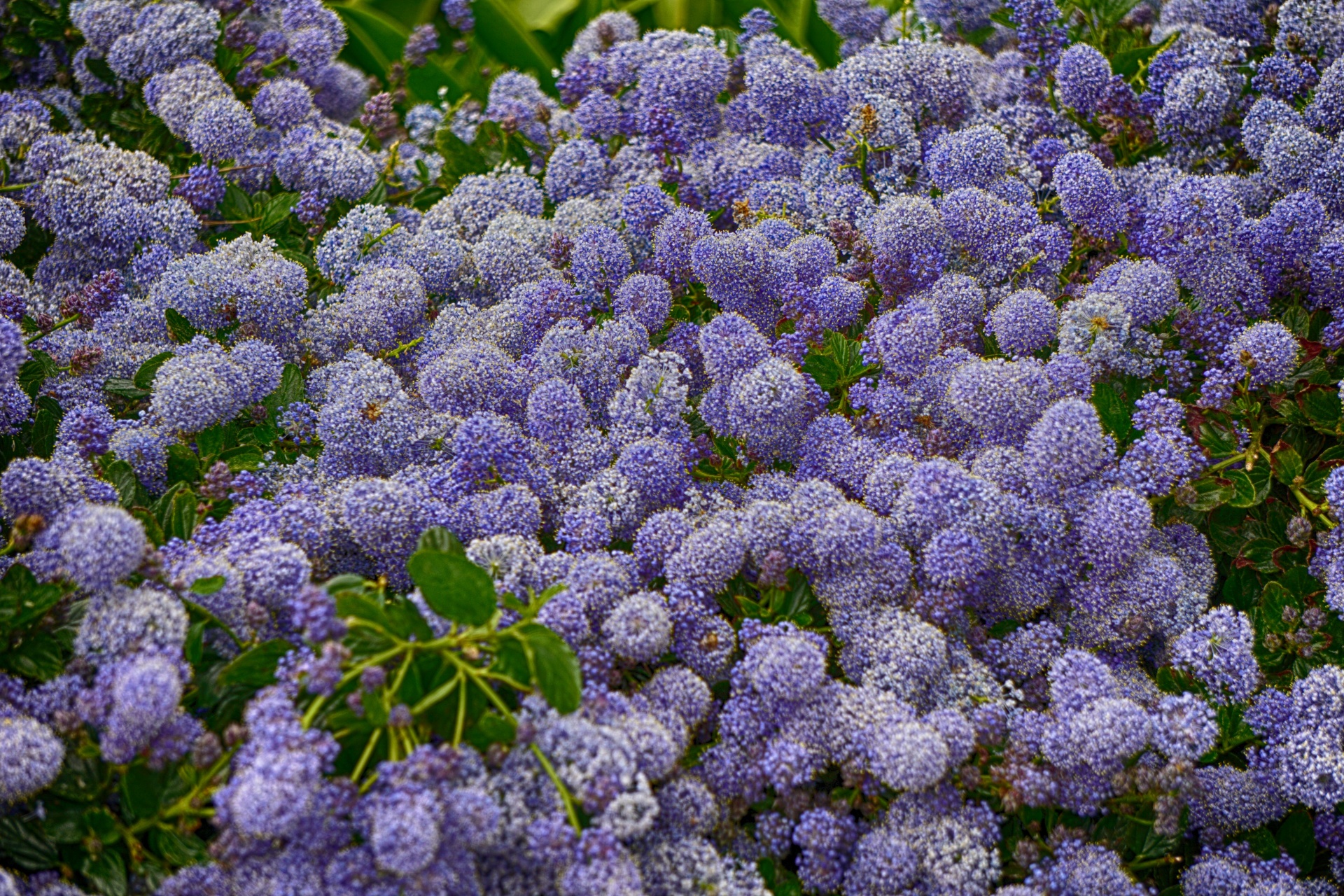 flowers balls garden free photo