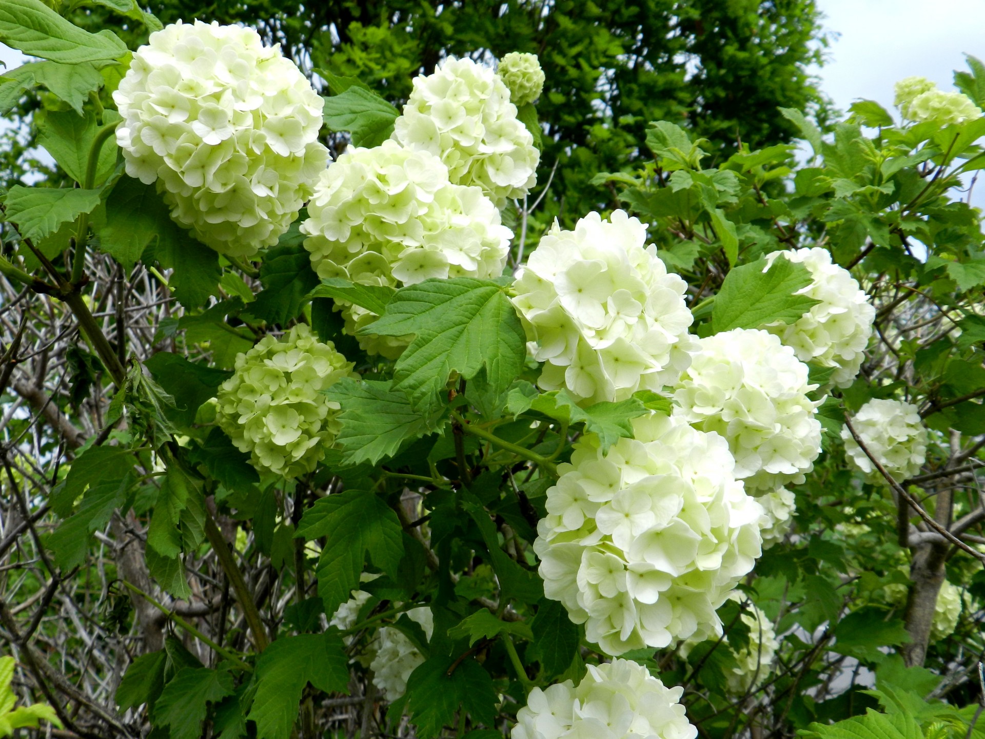 flowers white tree free photo