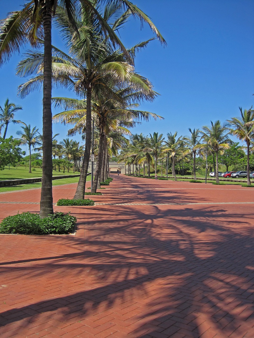 boulevard palm trees paving free photo