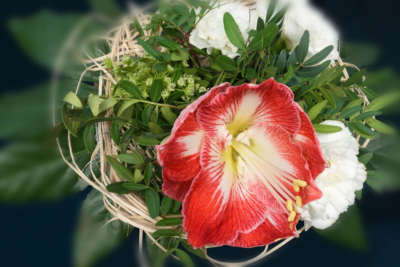 bouquet amaryllis red free photo