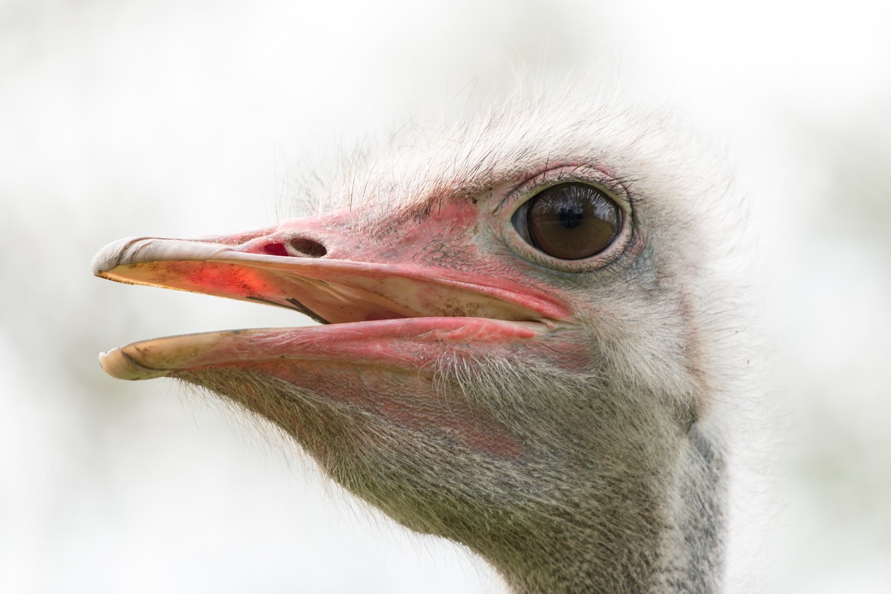 bouquet bird animal free photo