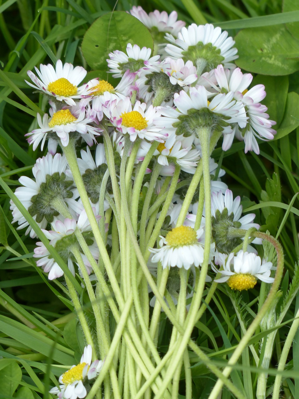 bouquet daisy blossom free photo