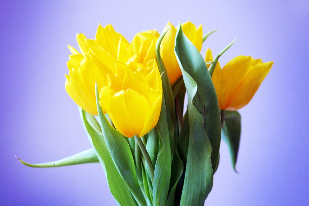 bouquet tulip flower free photo