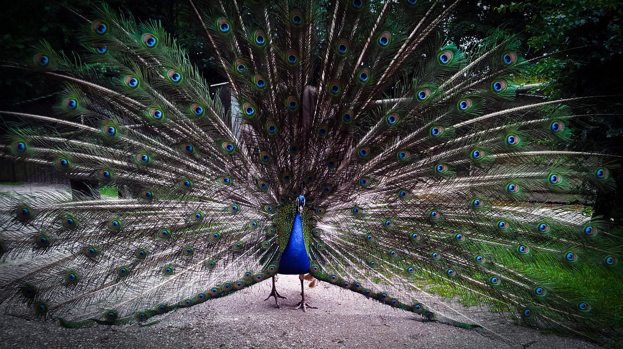 peacock bird wheel free photo