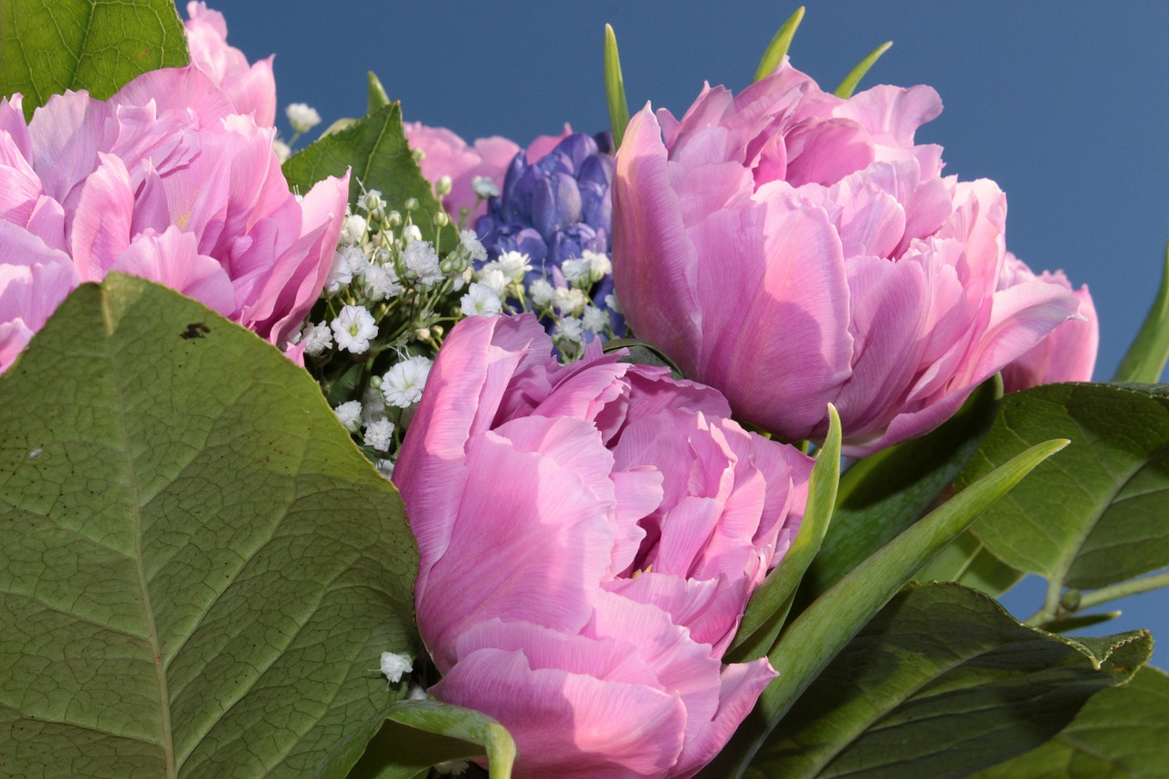 bouquet double tulips filled free photo