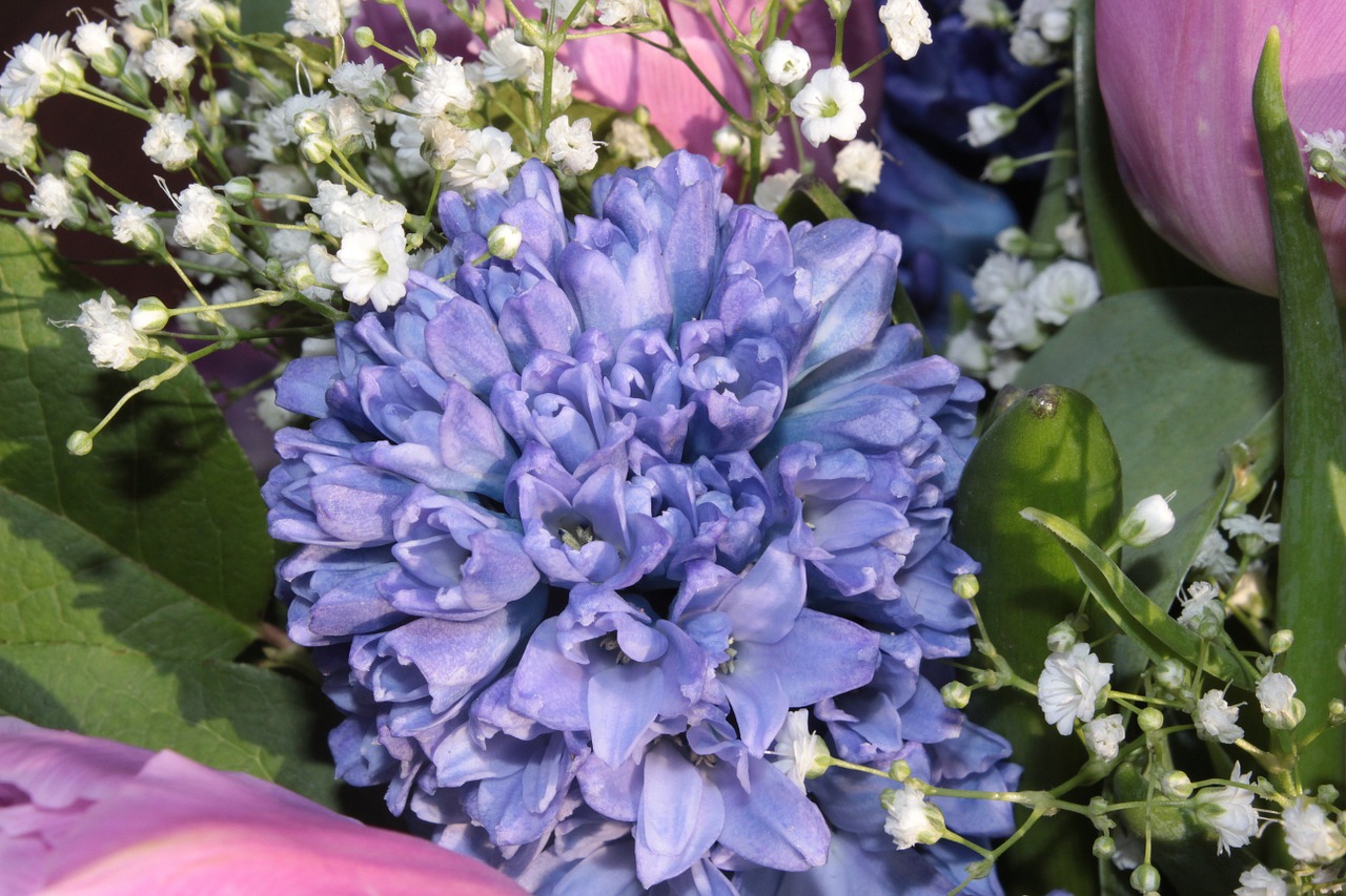 bouquet hyacinth gypsophila free photo