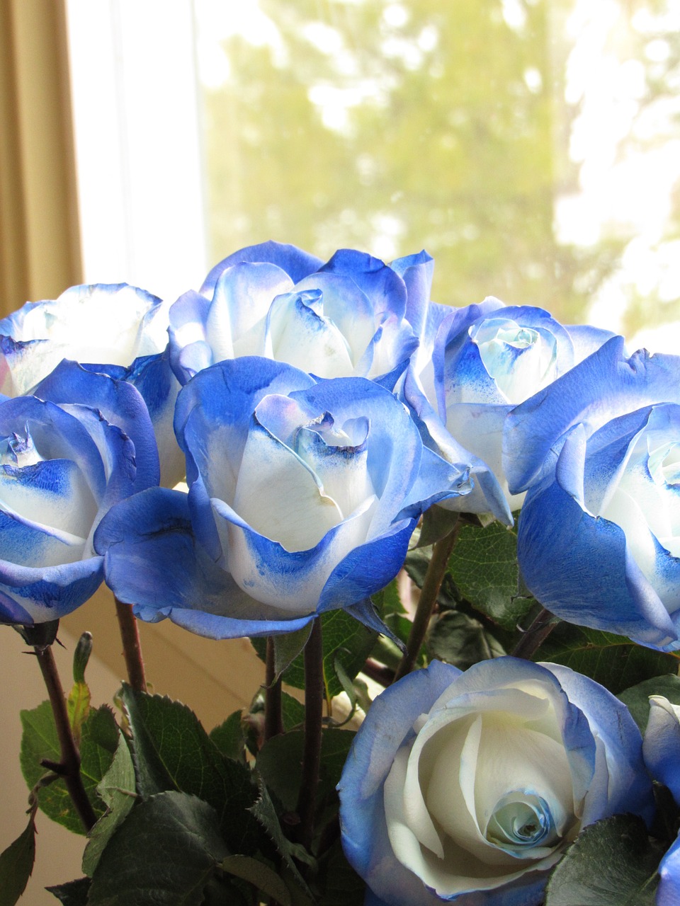 roses bouquet blue rose free photo