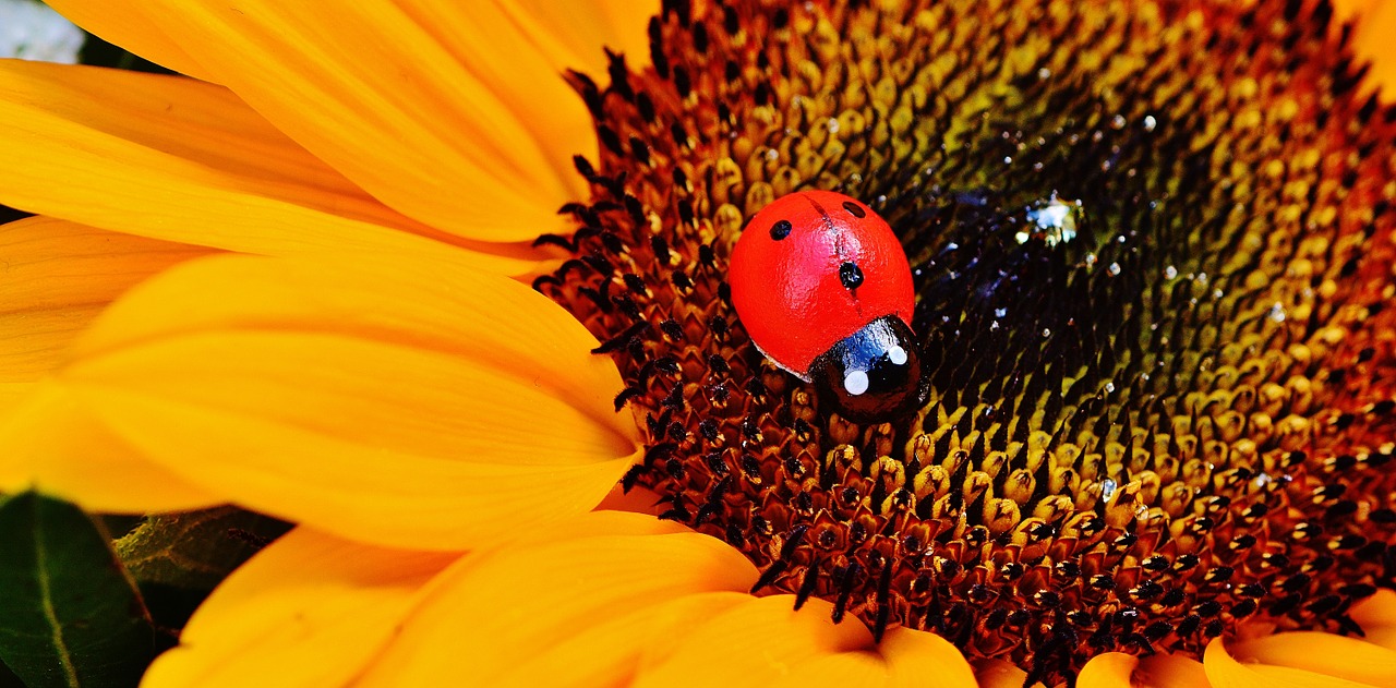 bouquet sun flower summer free photo